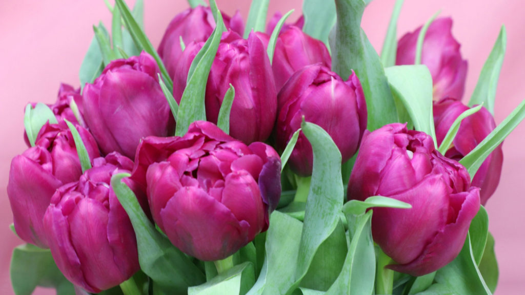 Międzynarodowy Dzień Kobiet - Tulipany